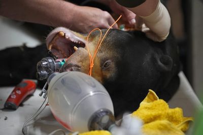 Sun bear undergoes procedure to remove cysts in bid to protect future of species