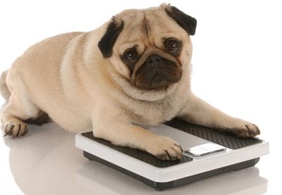 Ozempets: will weight-loss jabs for cats and dogs make them miserable?