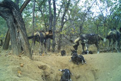 Endangered wild dog pups die in Zimbabwe as Trump’s aid cuts leave them unprotected