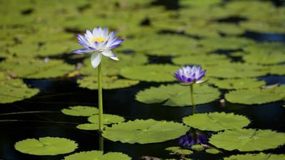 A Water Garden Expert Reveals the Best Way to Overwinter Tropical Waterlilies to Enjoy Their Dramatic Blooms Year After Year