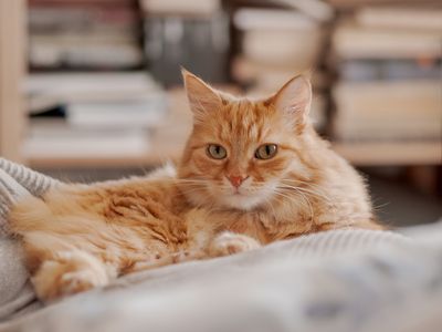 8 Cat Myths Even Lifelong Pet Owners Still Believe