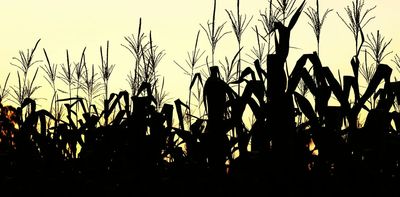 Climate change is affecting your food – and not in your favour