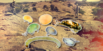 Meet the weird, wonderful creatures that live in Australia’s desert water holes. They might not be there much longer