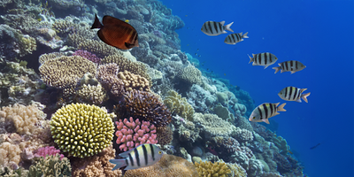 Beyond the Balance Sheet: Charting a Sustainable Future in The Bahamas