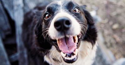 “Pawtism”: Dogs Can Show Neurodivergent Traits According To New Research