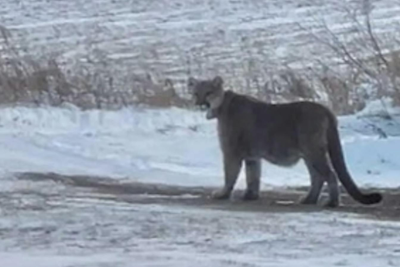 Minnesota schools forced into lockdown as mountain lion roams through suburban neighborhoods