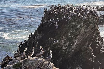 A brown pelican 'feeding frenzy' is an encouraging sign for the often-struggling large seabirds