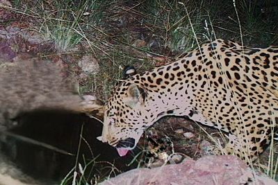 A new jaguar spotted in Arizona points to progress in the endangered species' recovery