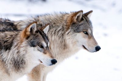 Young people more fearful of bringing back wild wolves, survey finds