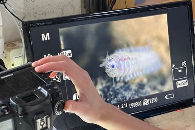 Seafloor animals down by 37% in deep-sea mining zone, landmark study finds