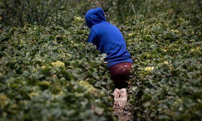 To Protect Underage Farmworkers, California Expands Oversight of Field Conditions