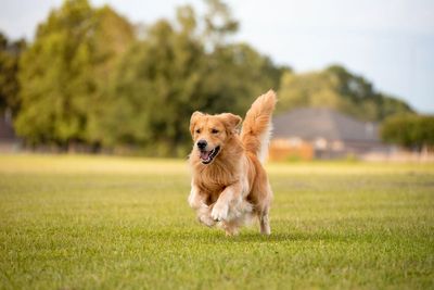 Dog owners face unlimited fines under new bill