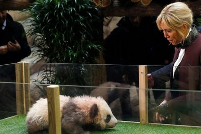 French first lady Brigitte Macron visits an old friend in China: A giant panda called Yuan Meng