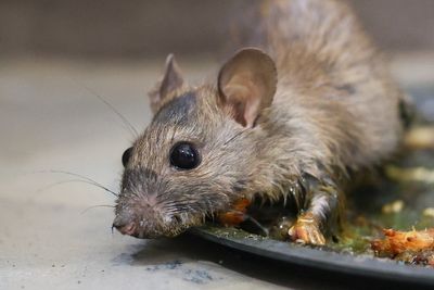 Texas man undeterred by local theater’s rodent infestation brings his own mouse traps on movie night