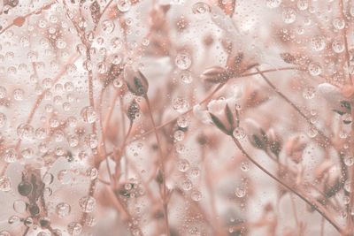 What Every Gardener Should Know About Frost Protection