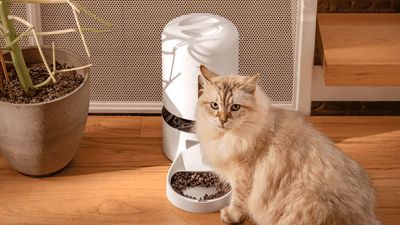 My cats tested this smart pet feeder for a month — and now I can’t stop watching them