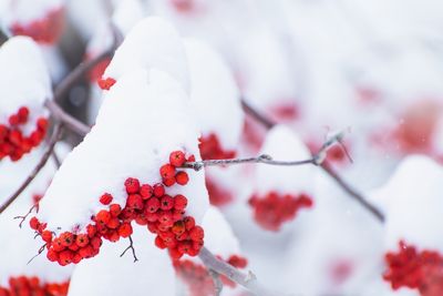 How to Use Berry-Bearing Shrubs for Winter Garden Drama