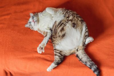 Ozempic on Cats? Updates on Biopharmaceutical Company Launches Pilot Study of GLP-1 Drug in Obese Cats