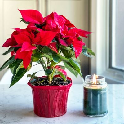 The 5 mistakes killing your poinsettia and how to fix them – expert tips that will keep your festive plant flourishing throughout December