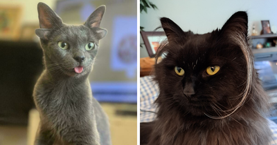 This Page Celebrates Cats’ Ear Furnishings And These 48 Pics Are Beyond Adorable