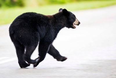 Hunters kick off Florida’s first bear hunt in a decade – this time with stricter rules