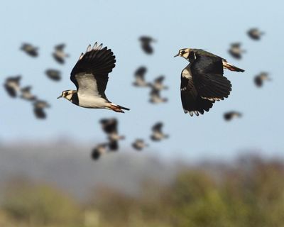 Country diary: Lapwings are birds of my childhood – finally they have returned