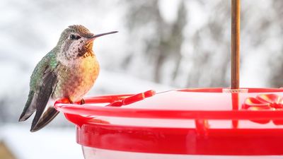 Can you take down your hummingbird feeder in winter? An expert says it depends on where your live