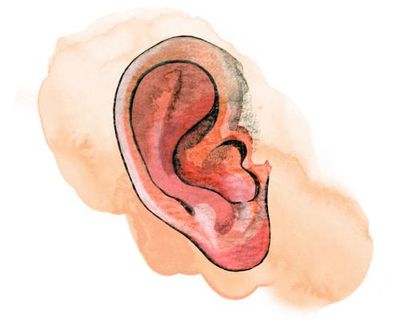 What does your earlobe do and are there wild camels? The kids’ quiz