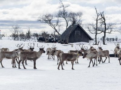 Where the real Rudolph lives: reindeer herding with the Sami people in Sweden’s wild west