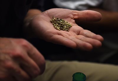 New US seed ban risks driving cannabis genetics underground, growers warn