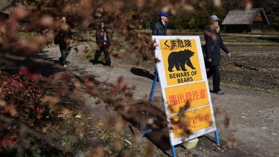 Bear attacks rise worldwide as climate change shrinks natural habitats