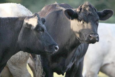Bluetongue suspected in second herd in Co Down
