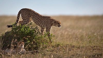 A sperm bank for cheetahs could one day save the world's fastest land animal from extinction