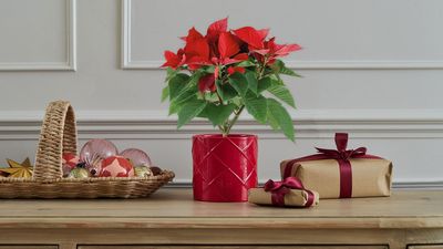 5 Types of Poinsettias You Should Know About — So That You Can Find the Most Stylish Ones to Buy for Your Home This Christmas