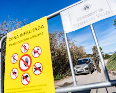 African swine fever outbreak in Spain may have leaked from research lab, officials say