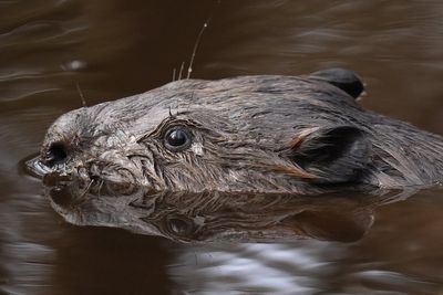 Wild beaver seen in Norfolk for first time in 400 years