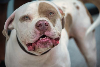 Two-year-old boy dies in pit bull attack as British mum arrested