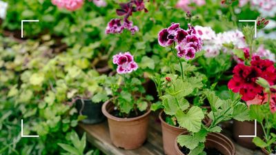 Welcome these 4 garden plants indoors this winter, as they double up as leafy houseplants