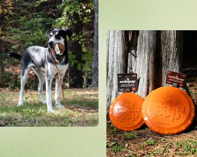 The eight best eco-friendly dog toys in the US – pup-tested