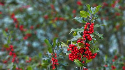 Country diary: Time for a Christmas cut of holly – and we’ve both come armed