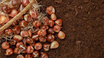 Don’t Forget About Stored Bulbs This Winter, Garden Experts Warn – Discover How Often to Check Them, Plus Pro Tips to Keep Them Safe