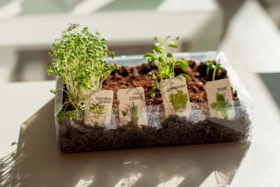 6 Indoor Herb Gardens Perfect for the Holiday Season