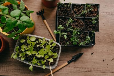 Are Indoor Herb Gardens Worth It During the Cold Months?