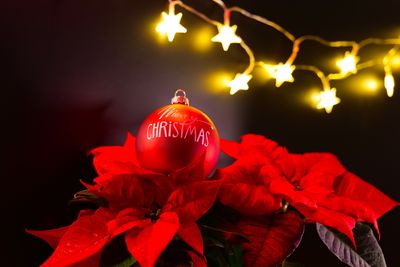 5 Christmas Tree Alternatives That Double as Garden Plants