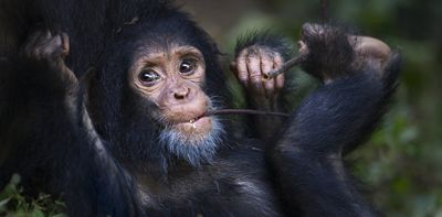 Why can’t I wiggle my toes one at a time, like my fingers?