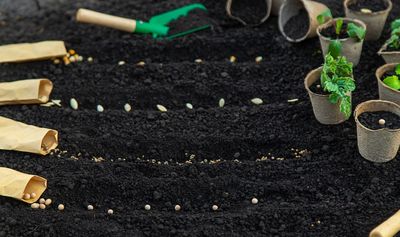 10 December Seed Orders That Smart Gardeners Are Placing Right Now