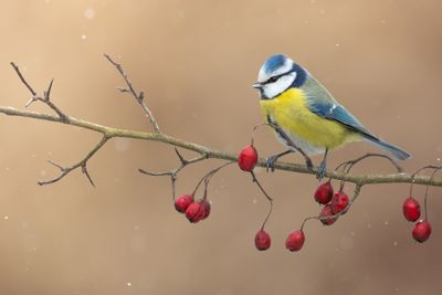 7 Birds And Wildlife Friendly Plants to Add in Winter