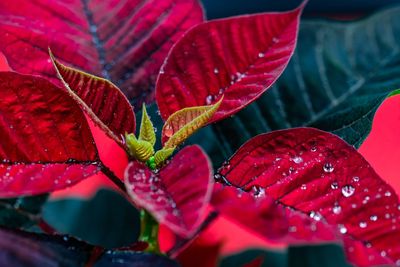 Do Holiday Plants Belong in Your Outdoor Garden or Just Indoors?