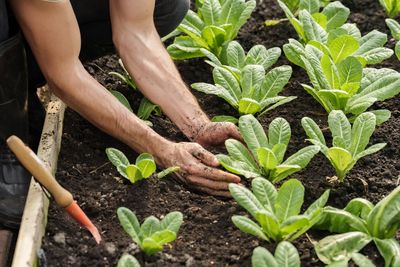 8 Cold-Tolerant Veggies You Can Plant Late in the Season
