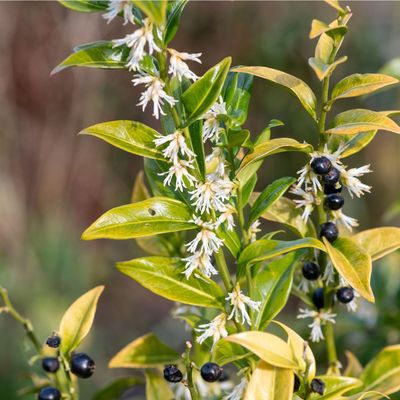 6 of the best outdoor Christmas plants for colour, texture and fragrance over the festive season – my favourite picks for the garden right now